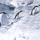 Pingüinos fotografiados por Levick en su estudio. Wikimedia Commons